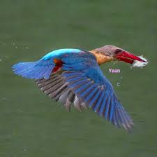 Magna quaerat adipisicing non do expedit