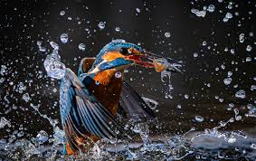 Magna quaerat adipisicing non do expedit